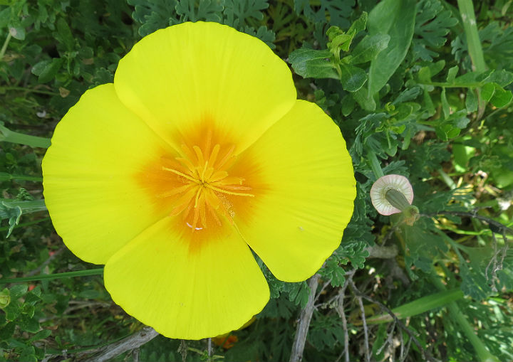 California Poppies